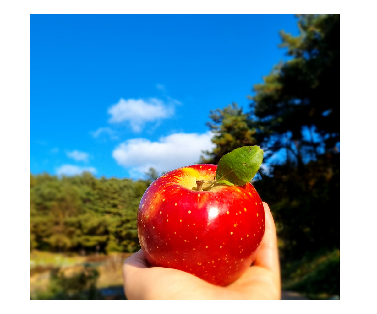 평창 맑은 하늘과 잘 익은 사과