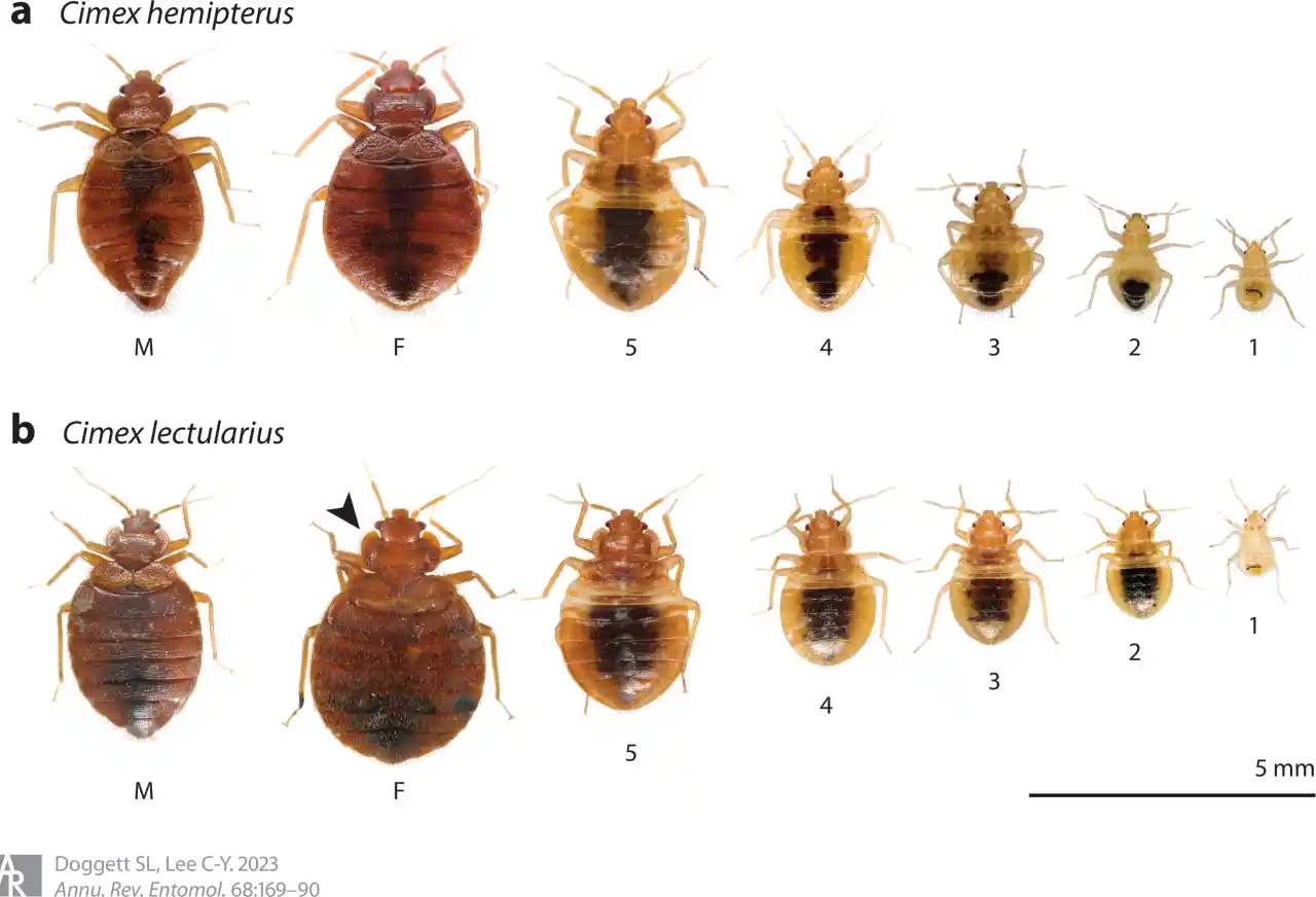 a는 열대 빈대 이고, b는 일반 빈대 모양 입니다. 출처 - annualrevies.org