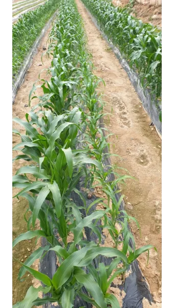 옥수수 재배 수분 수정 바람 피해 예방 거름 주기_10