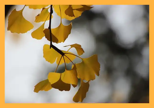 문광저수지 은행나무길