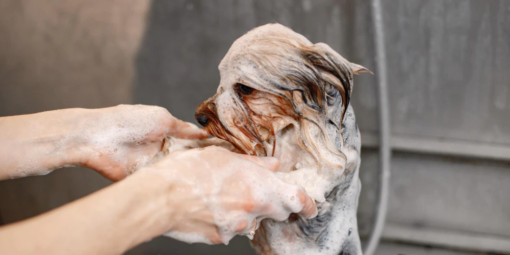 애견미용사 자격증 1