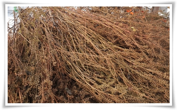 &quot;10월, 들깨 수확해야 해요!&quot; 건강과 맛을 한 번에 얻는 들깨 수확법!