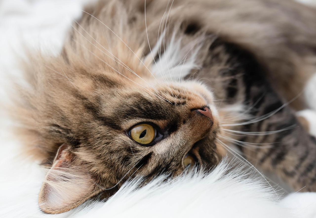 고양이 젖떼기 시기 총정리 (7)