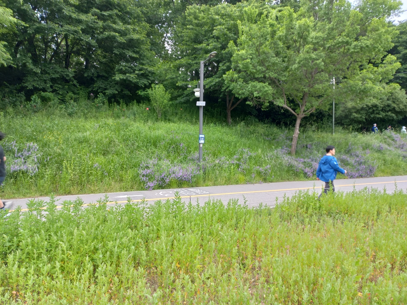 양재천을 걷고 있는 행인