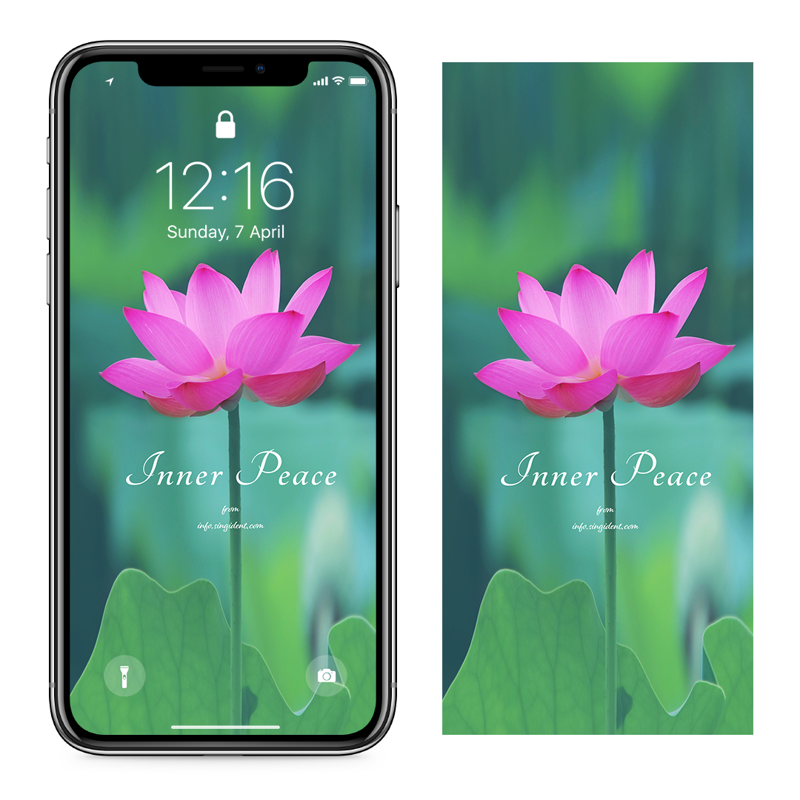 06 만개한 연꽃 C - Inner Peace 연꽃배경화면