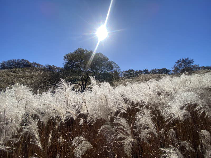 포천 명성산 등산코스 추천 억새꽃축제 방문후기. 주차장 정보