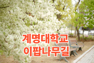 계명대학교 이팝나무길