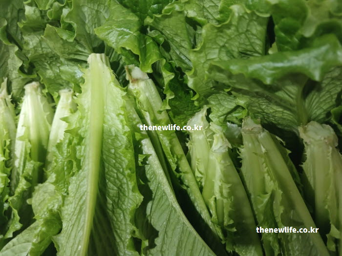 불면증 완화에 효과적인 락투카리움 성분이 가장 많이 함유된 상추 줄기 끝부분