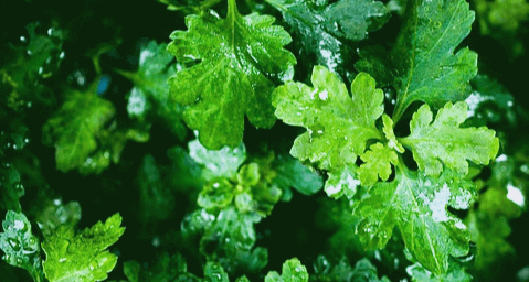 초록색 이파리를 가진 쑥들이 가득하고, 잎들이 물을 듬뿍 받아 촉촉하게 젖어있다.