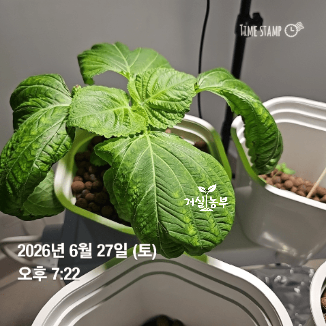 두 번째 수확을 하기 전 잎이 여러 방향으로 펼쳐진 수경재배 깻잎 1호