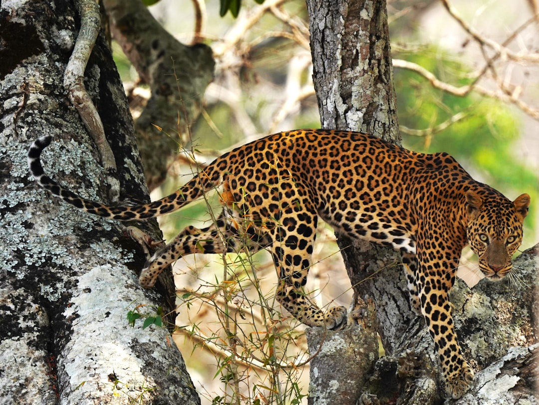 Conservation