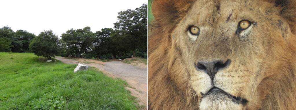 ニコンの新しい 125 倍ズーム カメラには、デジタル一眼レフでは不可能なレンズが搭載されています