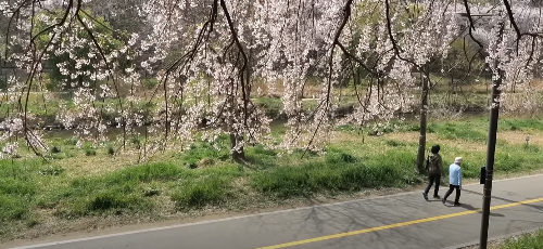 수도권 봄꽃 여행지, 봄꽃 축제