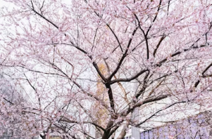 2026 벚꽃 관광지 전국 완벽 가이드