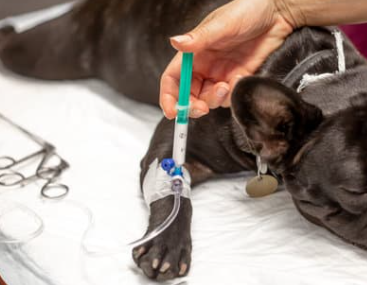 강아지 슬개골 탈구 증상&amp;#44; 수술 비용과 예방까지 한 번에 정리