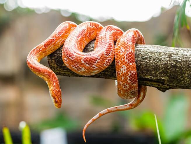 뱀이쫒아오는꿈
뱀이쫒아가는꿈