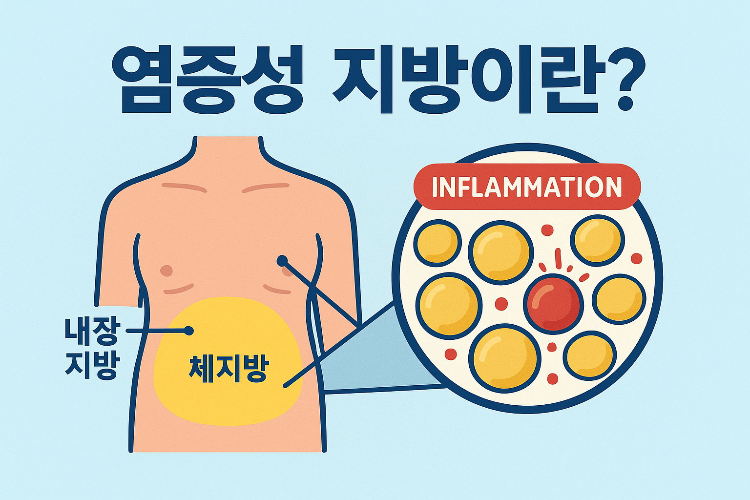 염증성 지방 설명 이미지