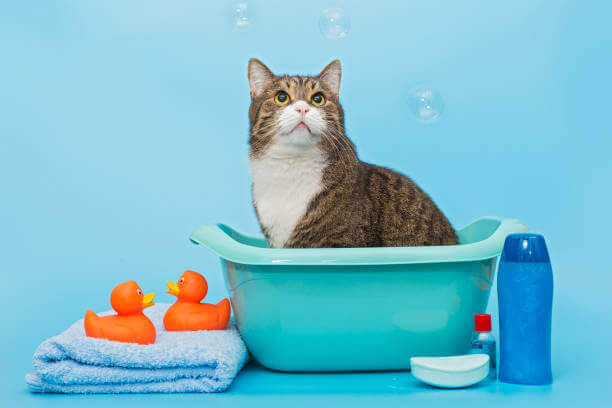 고양이 목욕시키는 방법&amp;#44; 횟수