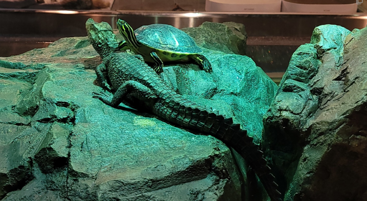 가평 신비동물원