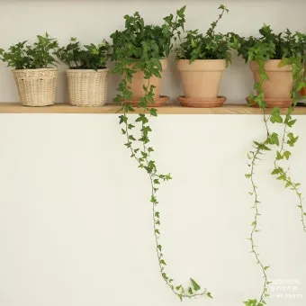 아이비 물주기 수경재배 삽목번식 빛관리 초보도 금방 성공_35