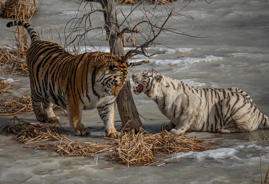 KIA Tigers