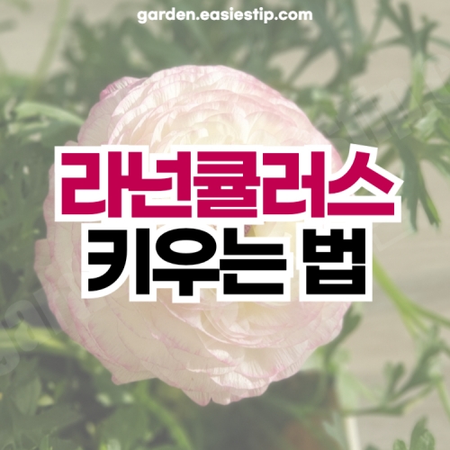 라넌큘러스 키우는 법