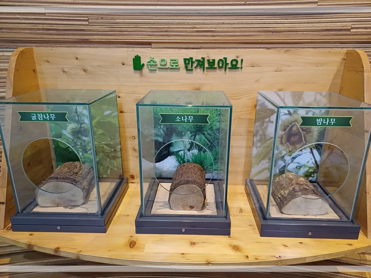 금강수목원-산림박물관-나무만지기