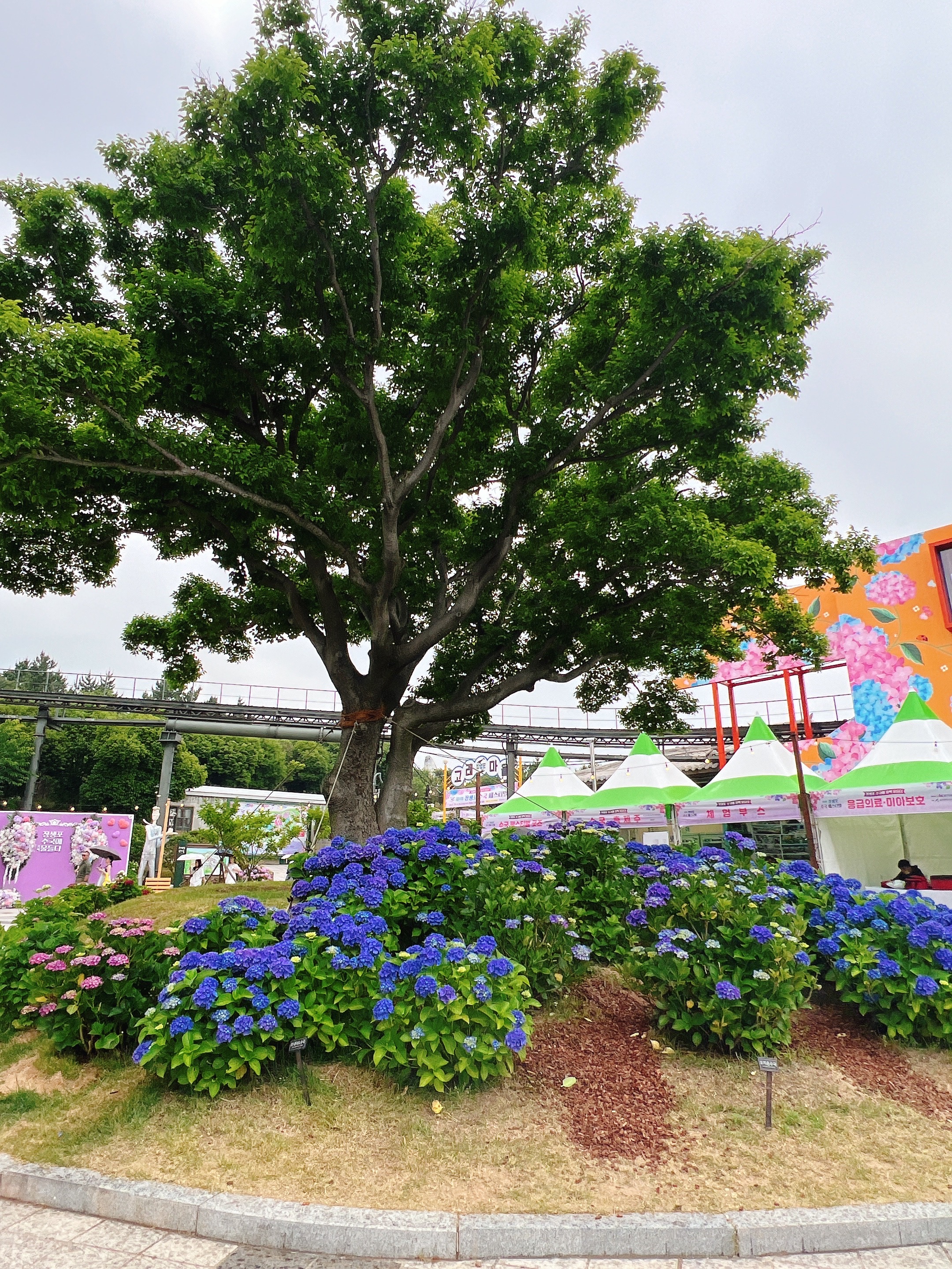 #장생포수국축제 
#울산수국축제 
#고래문화마을 
#울산장생포가볼만한곳 
#장생포포토존 
#고래광장수국길 
#오색수국정원 
#수국축제개화상황2025 
#수국사랑상품권사용처 
#울산6월축제 
#장생포여행코스 
#울산플리마켓체험 
#울산데이트코스 
#울산여행추천 
#장생포주차정보
#수국포토존