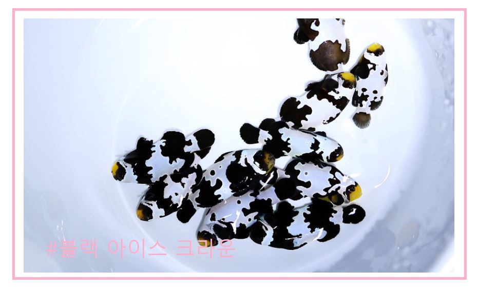 스페셜 퍼큘라크라운 분양가격과 종류