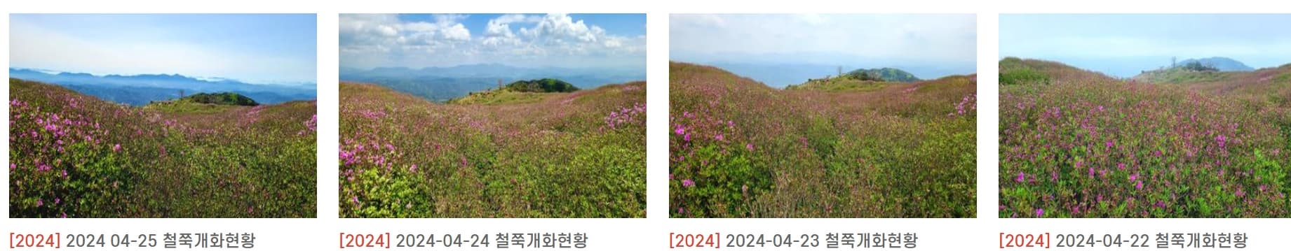 [경남 합천 여행]5월 지역 축제❘황매산 철쭉축제❘기간, 예약, 실시간 개화 현황