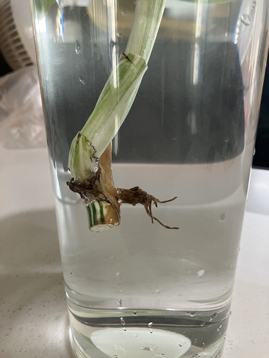 루톤 사용 후 물꽂이 중인 몬스테라 알보