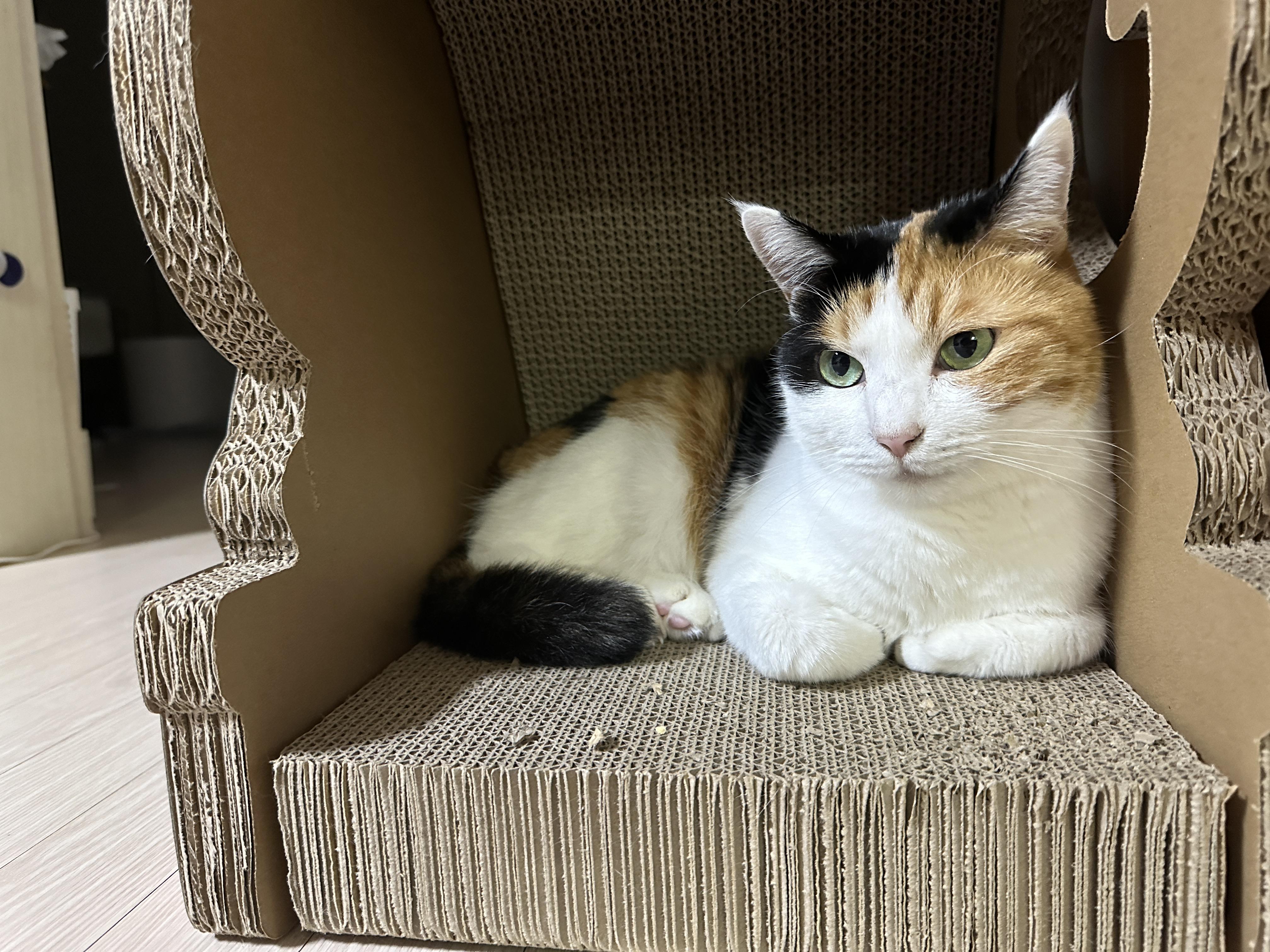 공룡_스크래쳐_안에_자리_잡은_삼색냥이_요미_1