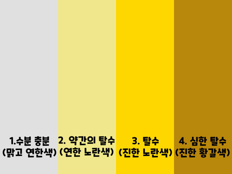 수분에 따른 소변의 색 변화 4단계를 나타내는 일러스트