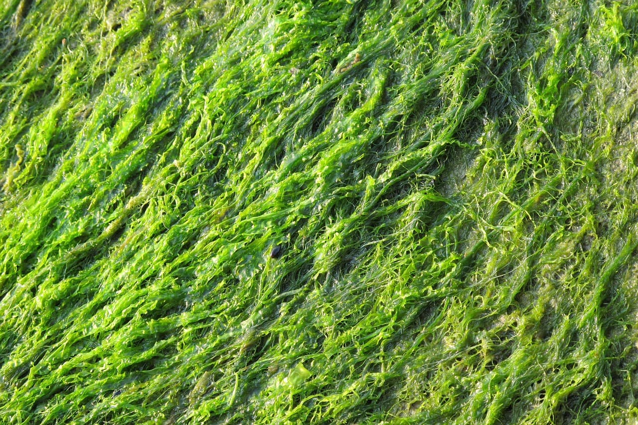 담수 조류 섬유(Freshwater Algae Fiber): 지속 가능한 미래 대체섬유