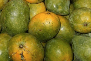 와일드망고 효능05