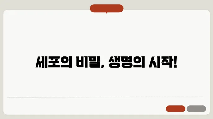 세포분열