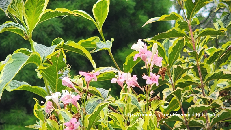 무늬병꽃나무 Korean Variegated Weigela