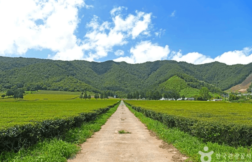 보성 가볼만한 곳 베스트10