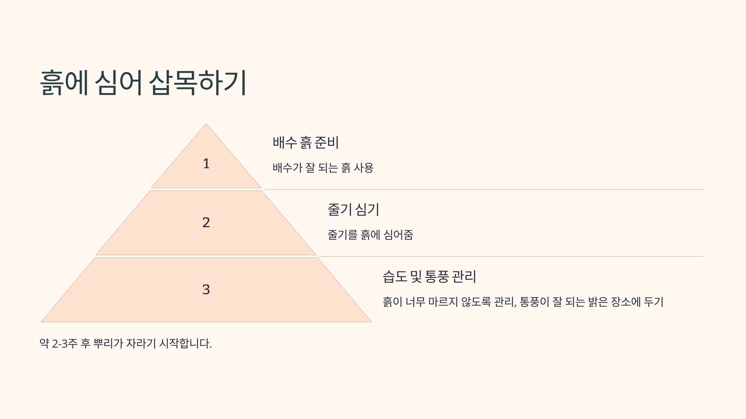 율마와 관련된 사진입니다.