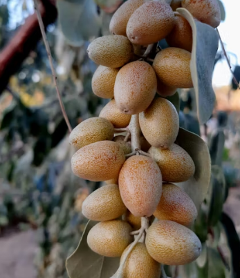 대추 효능과 부작용 고르는법 칼로리