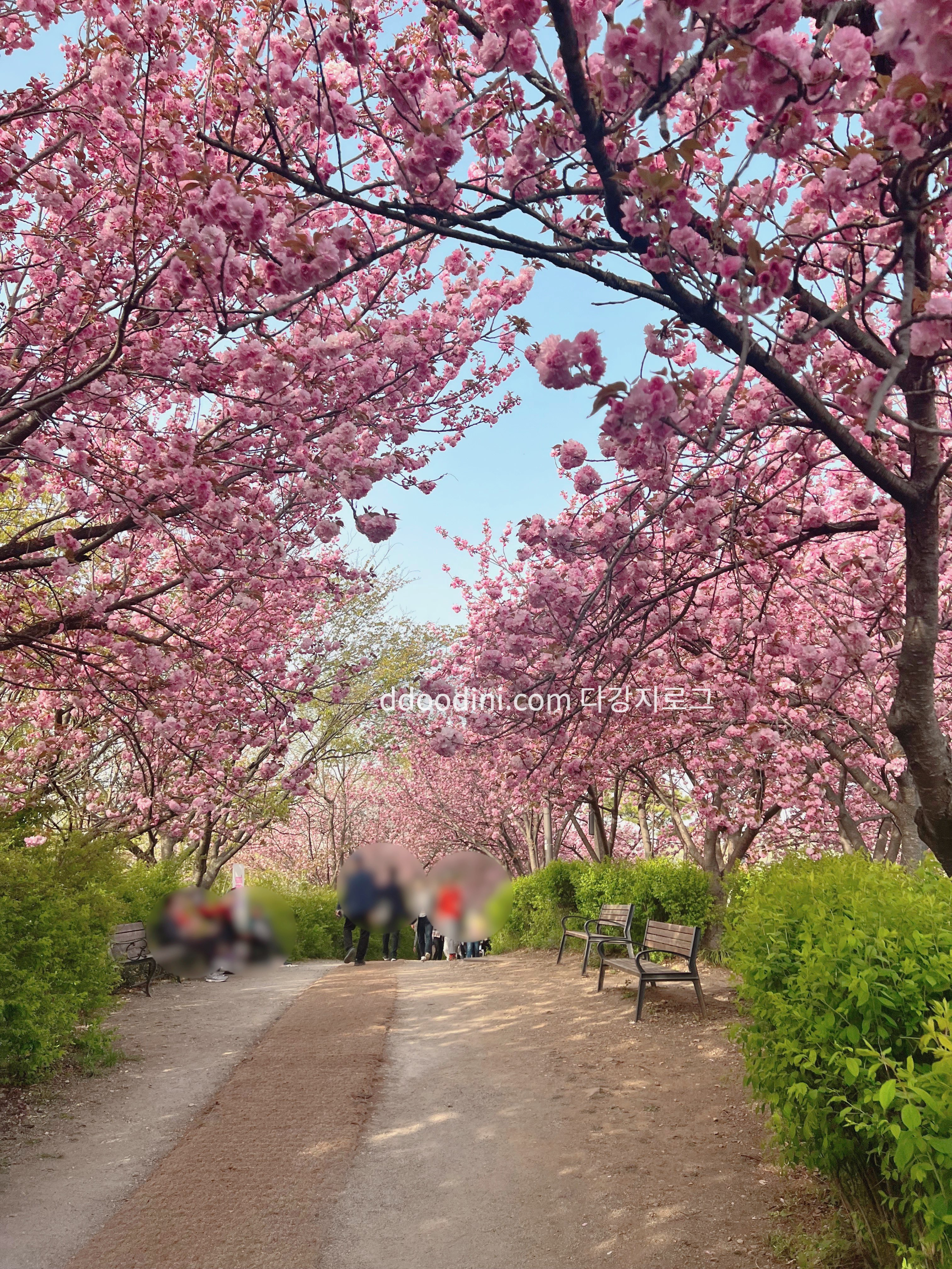 전주 완산꽃동산 겹벚꽃 현재