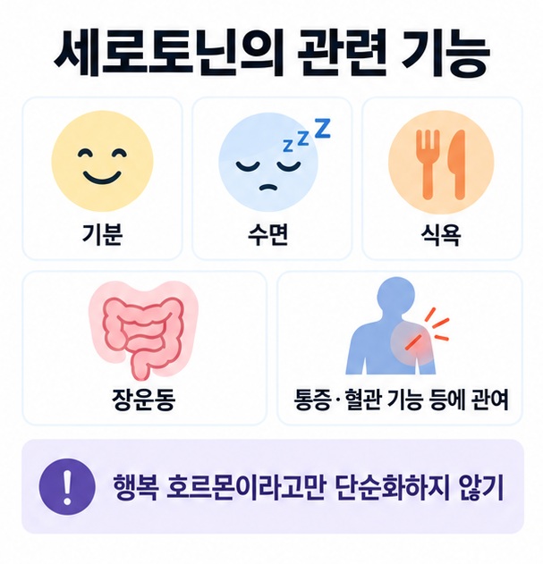 세로토닌을 행복 호르몬으로만 볼 수 없는 이유와 기분 수면 식욕 주의 장운동 관련 기능을 보여주는 인포그래픽