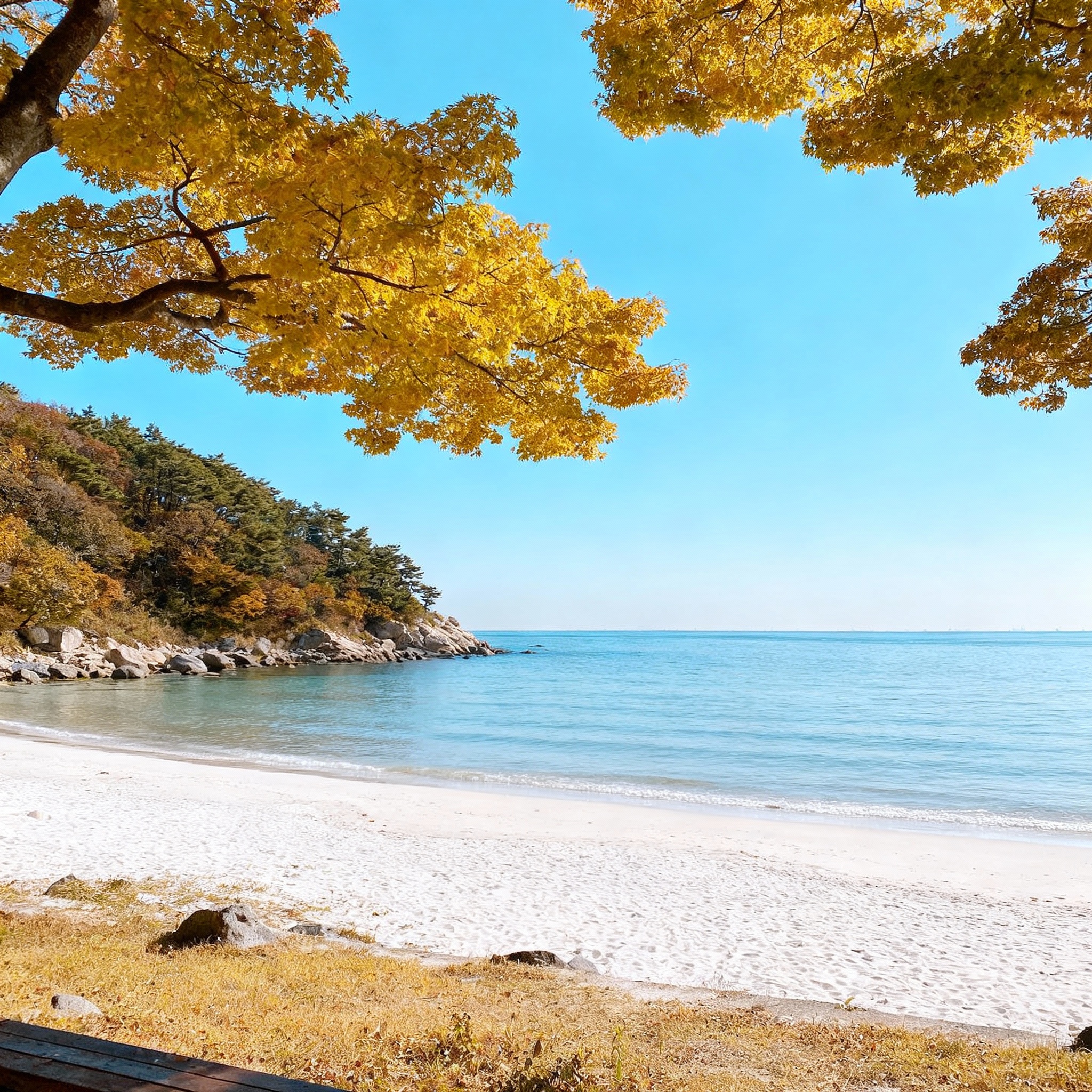 포항 바다와 관련된 사진