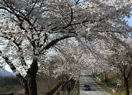 2024년 벚꽃 개화시기 및 벚꽃 명소 BSET 10