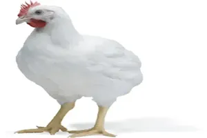 닭