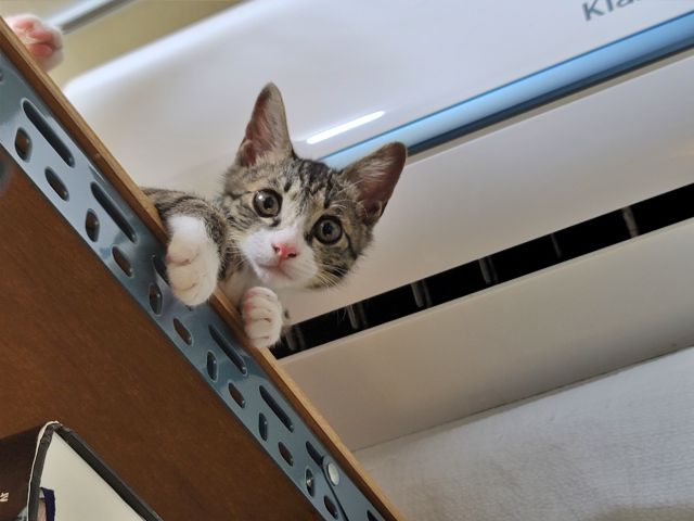 집사를 쳐다보는 고양이