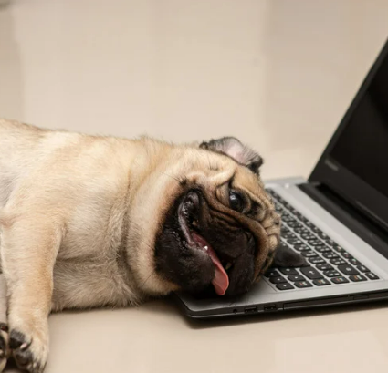 강아지 피로 증상부터 회복 팁 가이드