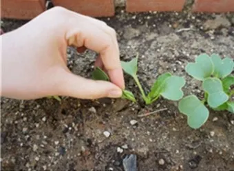 가을 텃밭 작물 추천 상추 열무 시금치 쌈채소 재배법_15
