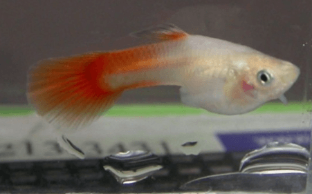 스왈 구피, 더블 스워드 구피, 솔방울병 사진