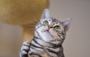 올려다보는 아메쇼